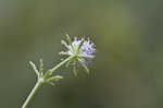 Blueflower eryngo